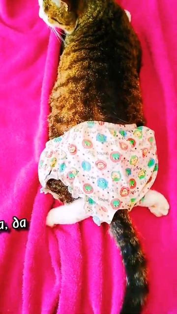 Жизнь прекрасна у кота😂😺| #cats #мяу #мемы #смешныекоты | Смешные коты - Котомафия |