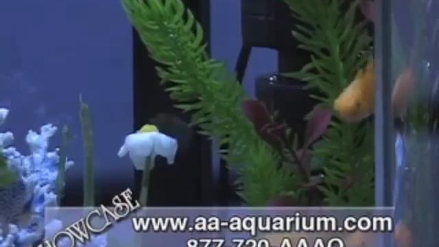 Aqua Box (2010 HPLED)