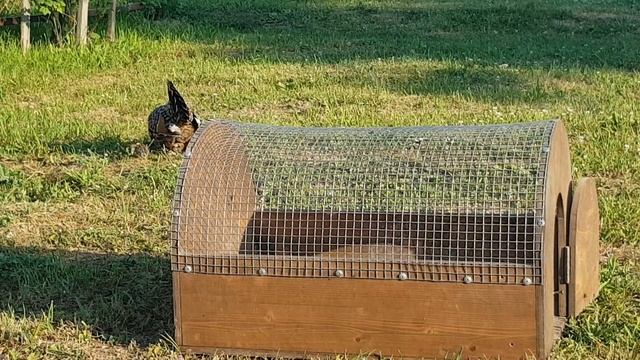 Кеклики малышня