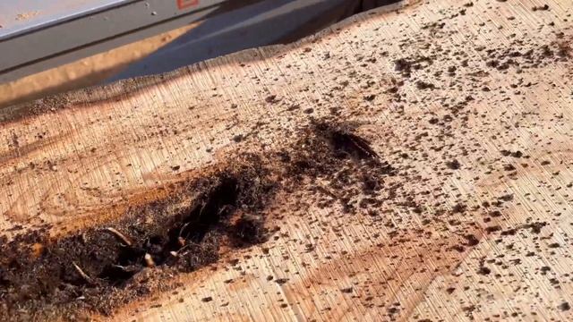 Yew Tree Milling Logosol F2 Stihl Ms880