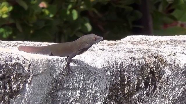 Lizard Extending His Bright Orange Throat Fan Thingy