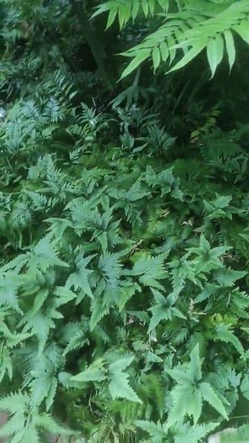 ПАПОРОТЬ різних сортів #plants #garden #nature #рослини #сад