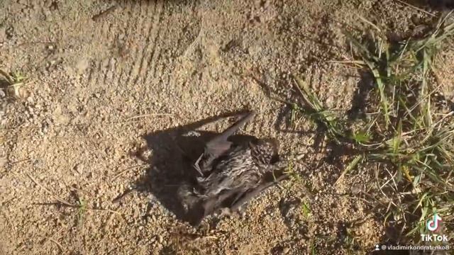 Летучая мышь