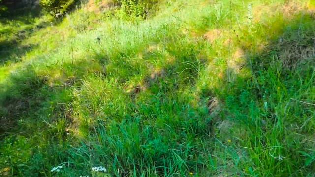 посадила капусту і який падав дощ