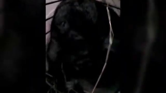 Пончик кушает||Дарья Бро