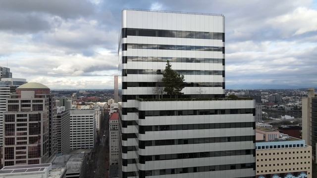 Portland's Pacwest Center Pine May Be The Largest Rooftop Tree In The World
