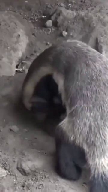 7031f2264853cc94e3a8b67a9325db43