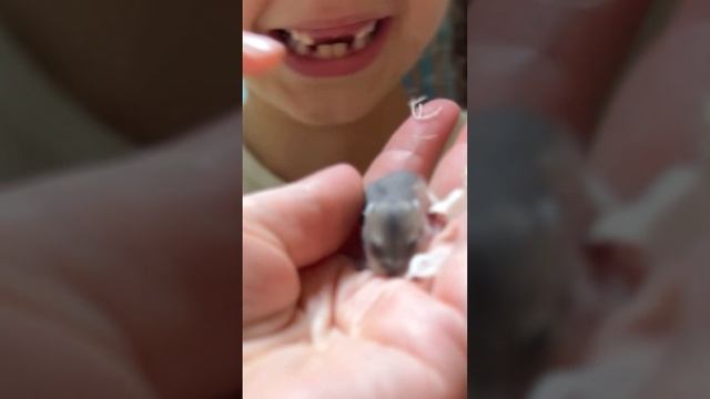 Малыш хомяк открывает глазки