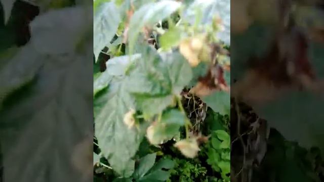 Смотрите Сегодня 16 октября у меня всё ещё есть Малина 😍