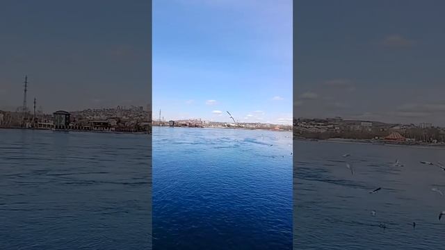 Чайки в городе или банда на районе? 🤣😉🤗. 2.05.2024. Иркутск.