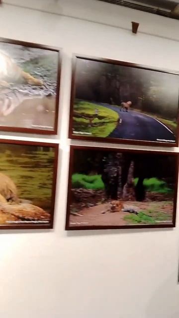 #tigerday #jaipur #jkk #environment #savetiger #29july #save #2024 #reels #rajasthan #viralvideo