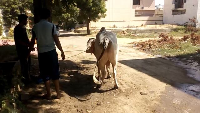 Shahzad Qamar 2016 Qurbani Gulshny Mymar Karachi