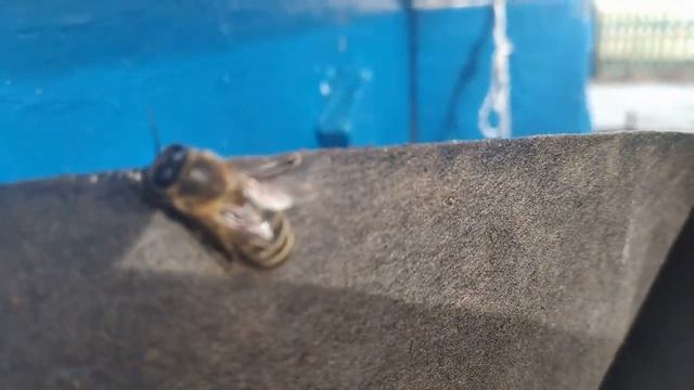 Карпатская пчела работает на пределе.