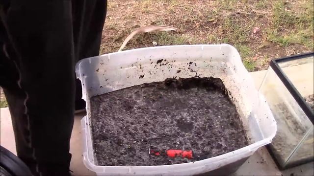 Planting Amazon Sword Plants