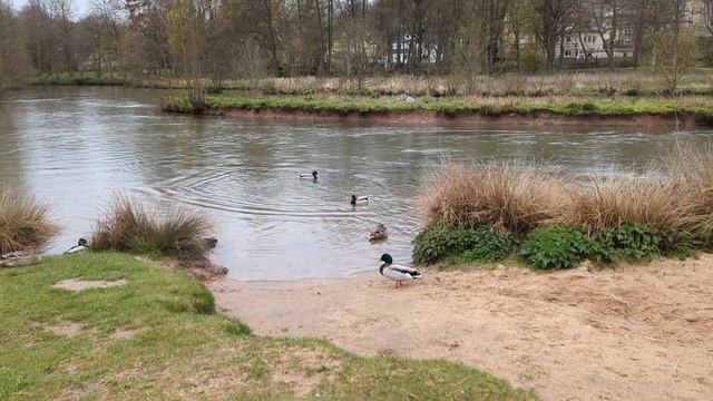Гуси прогоняют Уток с острова: прогулка в парке Бад Киссинген