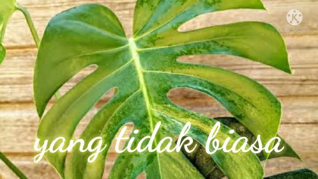 Monstera Aurea, Bunga Hias Jenis #keladi Yang Paling Di Buru