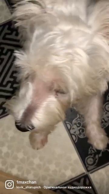 Айт 🏘 Гостиница для кошек и собак 