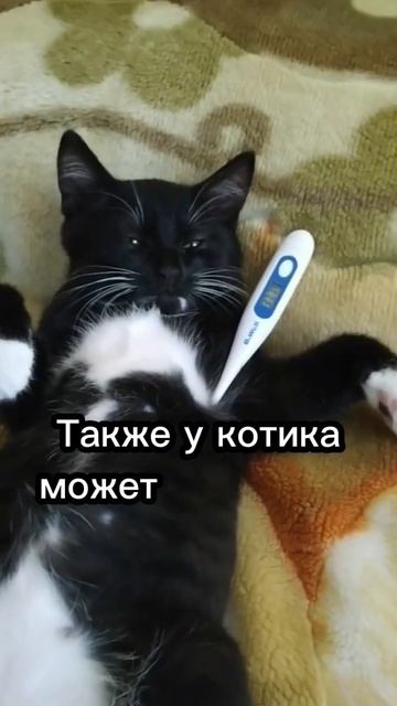 Как понять что у кошки МКБ?😓 #cat #catsfacts