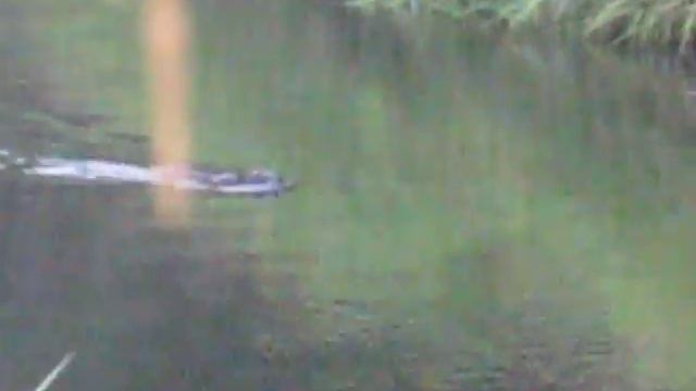 утки Vs бобры