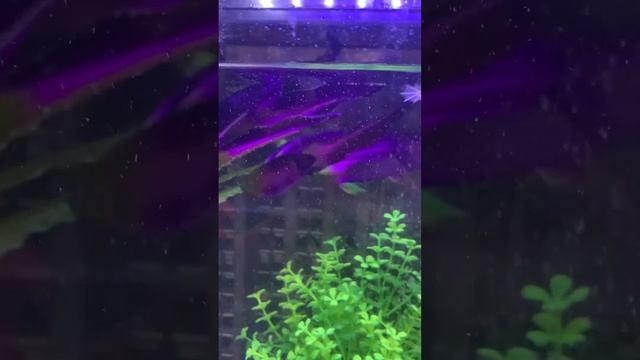 Аквариумные лягушки
