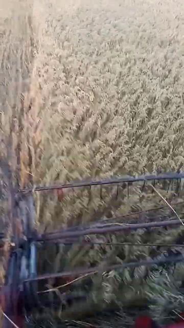 Комбайн Нива СК-5. Уборка овса с урожайностью 40+ ц/га