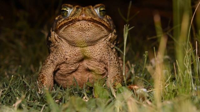 Cururú  (Rhinella Diptycha) - Cururu Toad