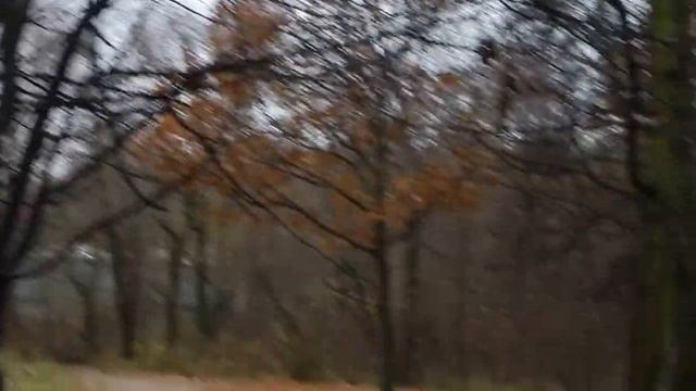 020         04 11 2015 Г       СИНИЦЫ