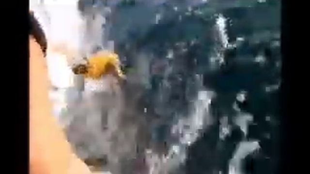 Marlin & Sail Release, Mozambique