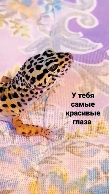 Самые красивые глаза на свете 🦎