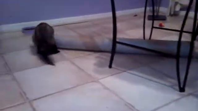 Ferrets Harry And Sage Playing