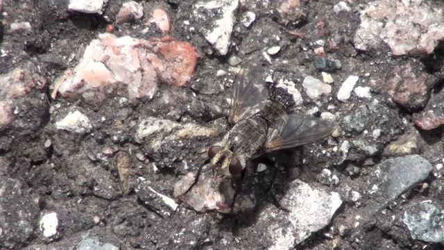 Tachinid Fly (Tachinidae) On Pavement