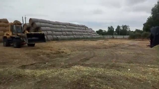 Заготовка силоса 2021