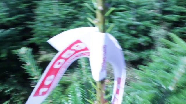 16 059  Пихта Нордмана срезанная  1.25 - 1.50 м