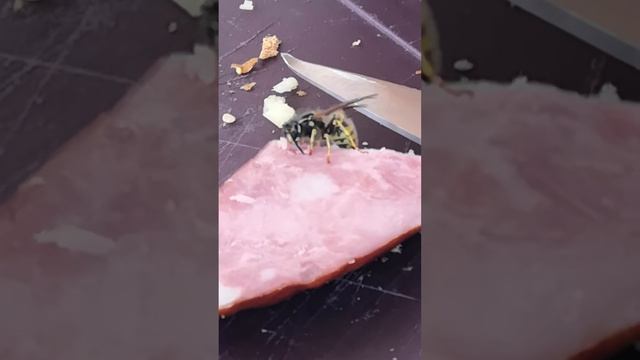 Оса ворует колбасу