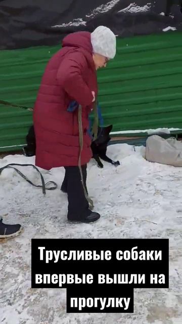 Очень нужны люди на прогулки с собаками #animals #dog