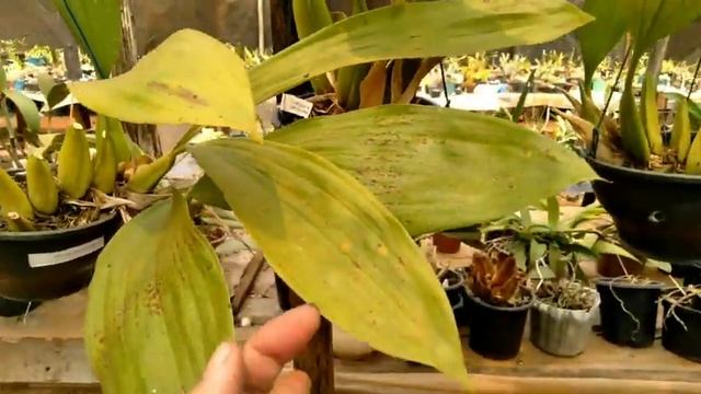 Minha Coelogyne Pandurata