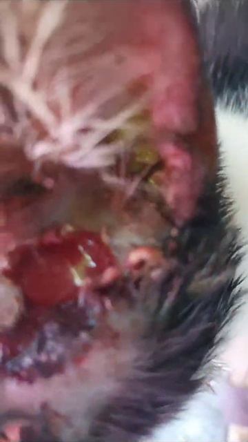 30.06.23. КОШКА ПОШЛА НА ПОПРАВКУ. НАМАЗАЛА ЛЕВОМИКОЛЬ И ПОСЫПАЛА КСЕРОКС НА РАНУ