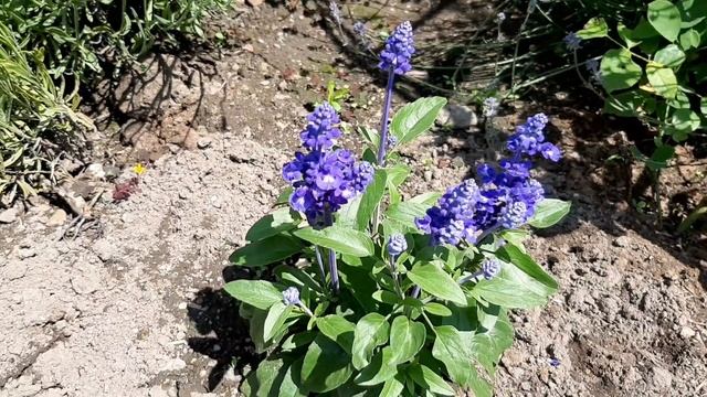 Szałwie Muszkatołowe, Lekarskie, Omszone - Piękną Ozdobą Każdego Ogrodu. Melarosa #107