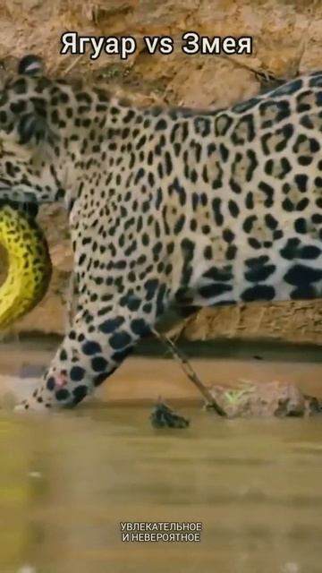 Ягуар против змеи
