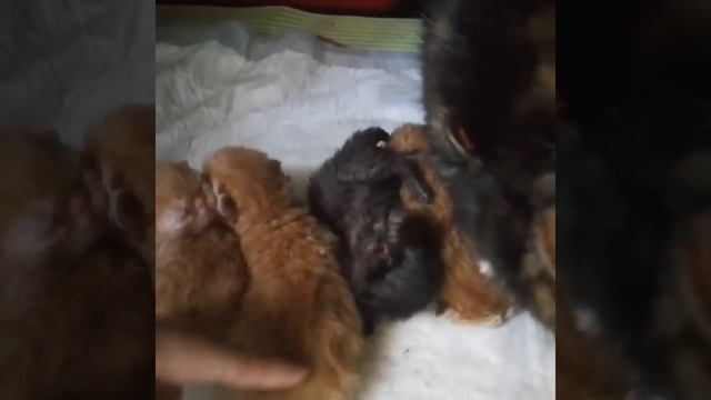Персидские котята