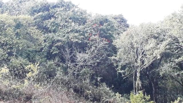 लालिगुराँस फुल्ने हाम्रो लेख || Laaliguransh Gulmi Lamsarang| | नेपालको उच्च पहाडी क्षेत्र गुराँस