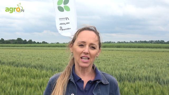 Кои концентрирани азотно-фосфорни торове са подходящи за предсеитбено торене на пшеница?