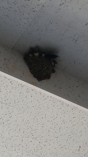 ツバメの餌やり2021.6.21#shorts