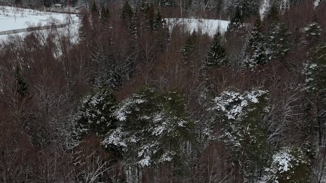Зимний лес