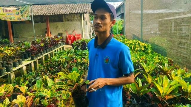 TANAMAN SEJUTA UMAT -Keindahan Puring Surga Dunia