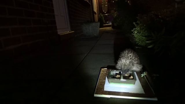 21 August 2016 - VB392 - Hedgehog Feeding