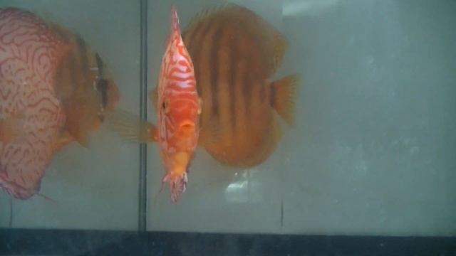 Отправочка Дискусов в Подмосковье. Большие Дискусы.