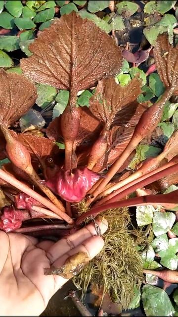 सिंघाड़ा/singhada/singhara/ Water Chest Nut #shorts