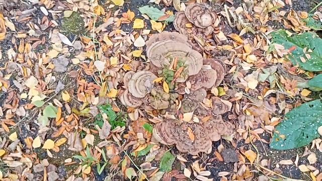 какие семена у ландышей