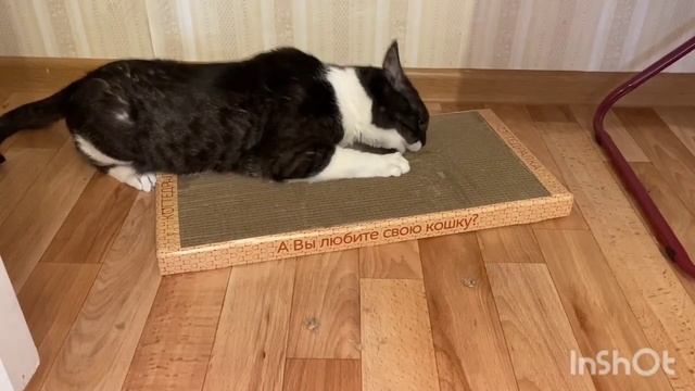 Мурзик безумно влюблен в свою когтеточку-лежанку😁
